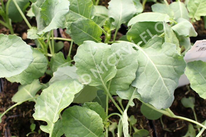 Brokolice raná 'Limba' - Brassica oleracea var. cymosa 'Limba'