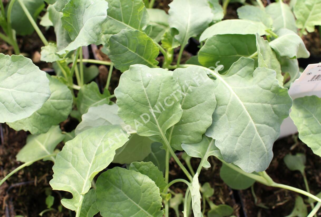 Brokolice raná 'Limba' - Brassica oleracea var. cymosa 'Limba'