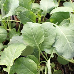 Brokolice raná 'Limba' - Brassica oleracea var. cymosa 'Limba'