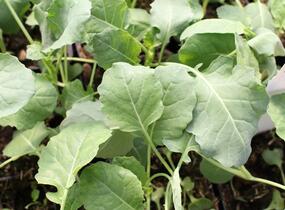 Brokolice raná 'Limba' - Brassica oleracea var. cymosa 'Limba'