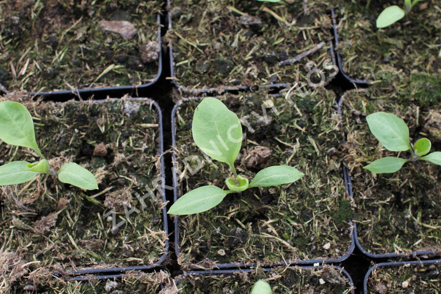 Lilek vejcoplodý 'Gobi' - Solanum melongena 'Gobi'