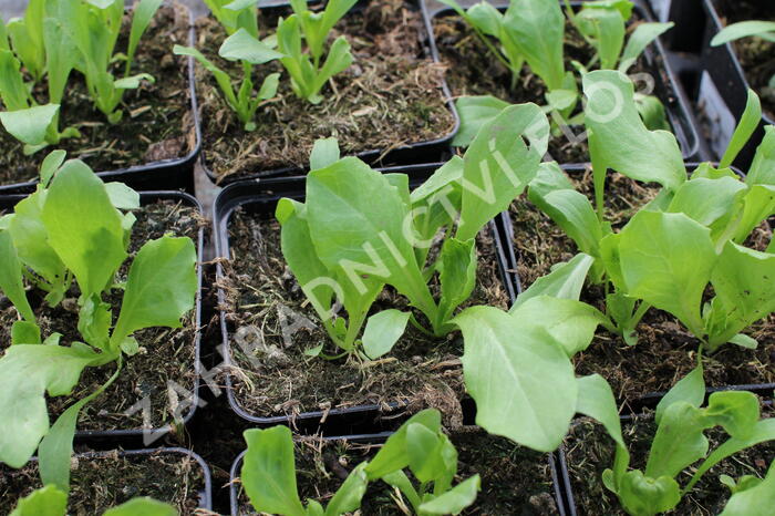 Salát hlávkový ledový 'Larsen' - Lactuca sativa var. capitata 'Larsen'