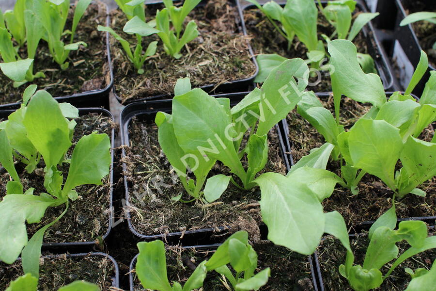 Salát hlávkový ledový 'Larsen' - Lactuca sativa var. capitata 'Larsen'