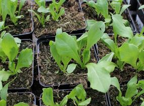 Salát hlávkový ledový 'Larsen' - Lactuca sativa var. capitata 'Larsen'
