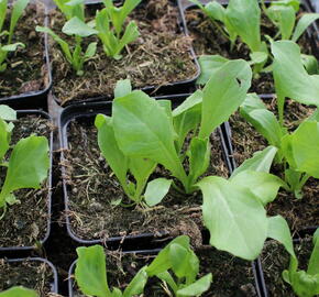 Salát hlávkový ledový 'Larsen' - Lactuca sativa var. capitata 'Larsen'