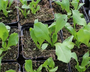 Salát hlávkový ledový 'Larsen'