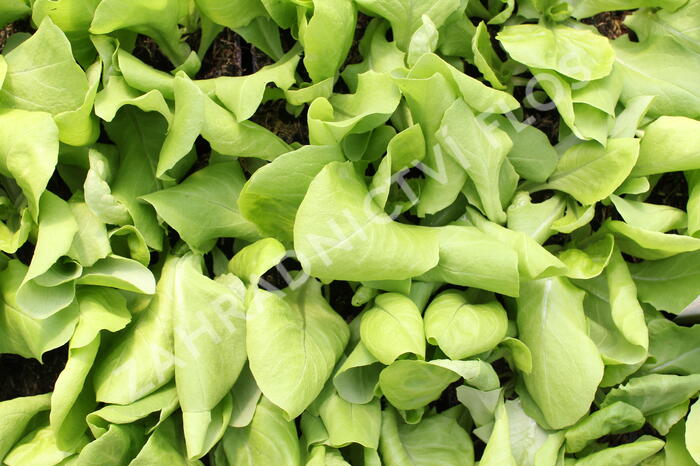 Salát hlávkový k rychlení 'Apollo' - Lactuca sativa var. capitata 'Apollo'