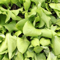 Salát hlávkový k rychlení 'Apollo' - Lactuca sativa var. capitata 'Apollo'