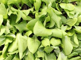 Salát hlávkový k rychlení 'Apollo' - Lactuca sativa var. capitata 'Apollo'