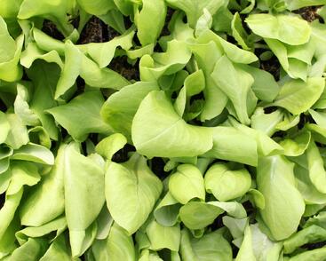 Salát hlávkový k rychlení 'Apollo'