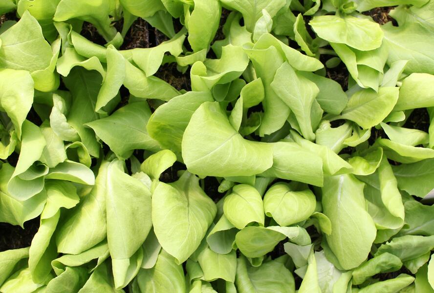 Salát hlávkový k rychlení 'Apollo' - Lactuca sativa var. capitata 'Apollo'