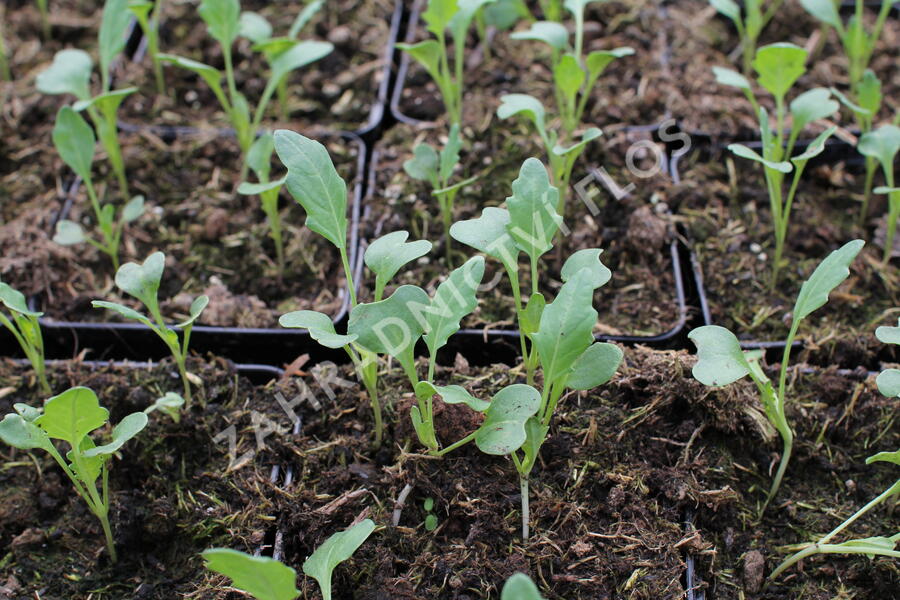 Kedluben bílý 'Korfu F1' - Brassica oleracea var. gongylodes 'Korfu F1'