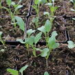 Kedluben bílý 'Korfu F1' - Brassica oleracea var. gongylodes 'Korfu F1'