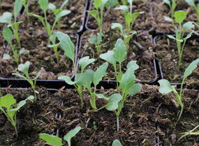 Kedluben bílý 'Korfu F1' - Brassica oleracea var. gongylodes 'Korfu F1'