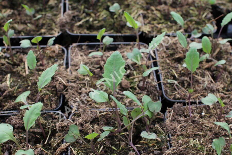 Kedluben modrý 'Ametyst F1' - Brassica oleracea var. gongylodes 'Ametyst F1'