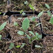 Kedluben modrý 'Ametyst F1' - Brassica oleracea var. gongylodes 'Ametyst F1'