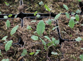 Kedluben modrý 'Ametyst F1' - Brassica oleracea var. gongylodes 'Ametyst F1'