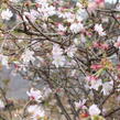 Slivoň vyříznutá 'February Pink' - Prunus incisa 'February Pink'
