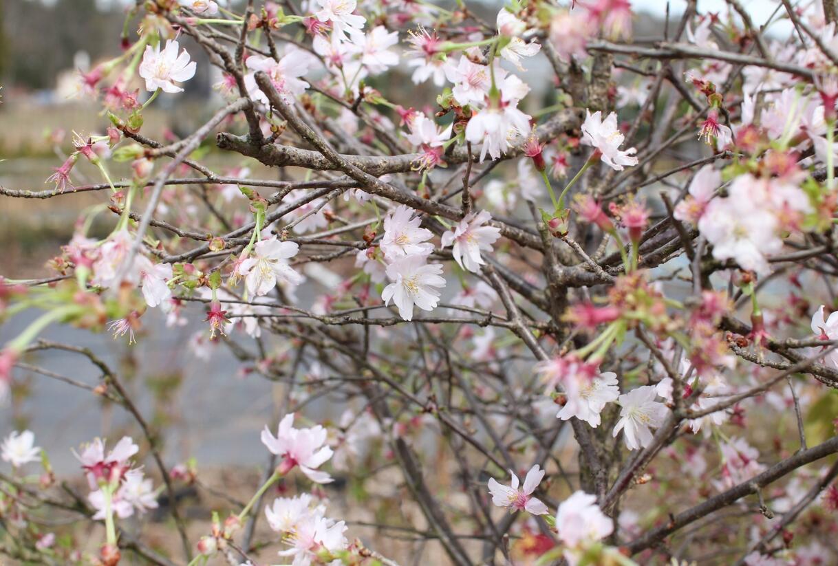 Slivoň vyříznutá 'February Pink' - Prunus incisa 'February Pink'
