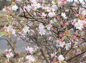 Slivoň vyříznutá 'February Pink' - Prunus incisa 'February Pink'