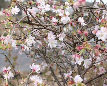 Slivoň vyříznutá 'February Pink'