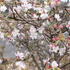 slivon-vyriznuta-february-pink.jpg
