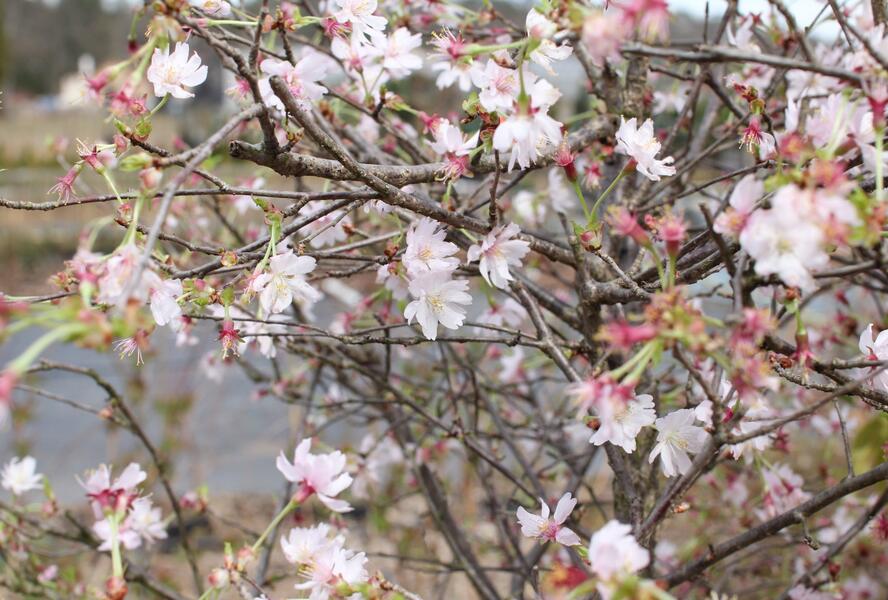 Slivoň vyříznutá 'February Pink' - Prunus incisa 'February Pink'