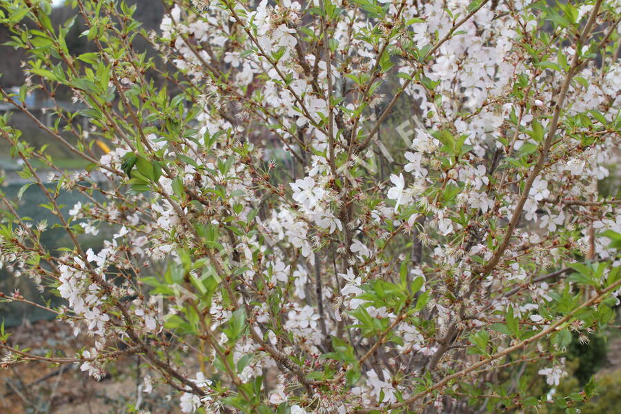 Trnka obecná 'Rosea' - Prunus spinosa 'Rosea'