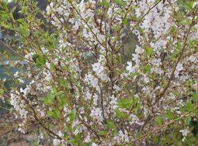 Trnka obecná 'Rosea' - Prunus spinosa 'Rosea'