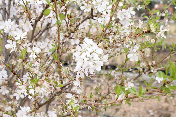 Trnka obecná 'Rosea' - Prunus spinosa 'Rosea'