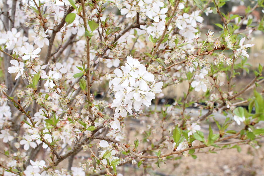 Trnka obecná 'Rosea' - Prunus spinosa 'Rosea'