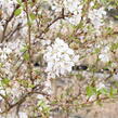 Trnka obecná 'Rosea' - Prunus spinosa 'Rosea'