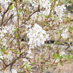 Trnka obecná 'Rosea' - Prunus spinosa 'Rosea'