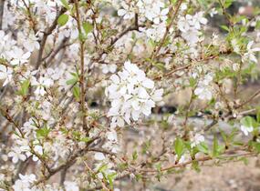 Trnka obecná 'Rosea' - Prunus spinosa 'Rosea'