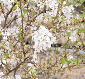 Trnka obecná 'Rosea' - Prunus spinosa 'Rosea'