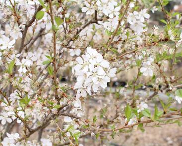 Trnka obecná 'Rosea'