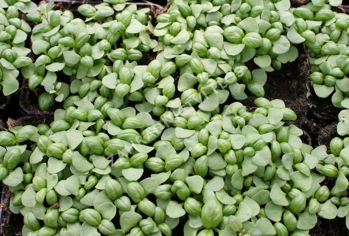 Bazalka pravá - Ocimum basilicum