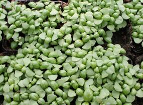 Bazalka pravá - Ocimum basilicum