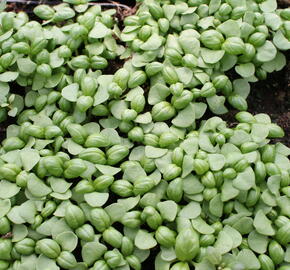 Bazalka pravá - Ocimum basilicum