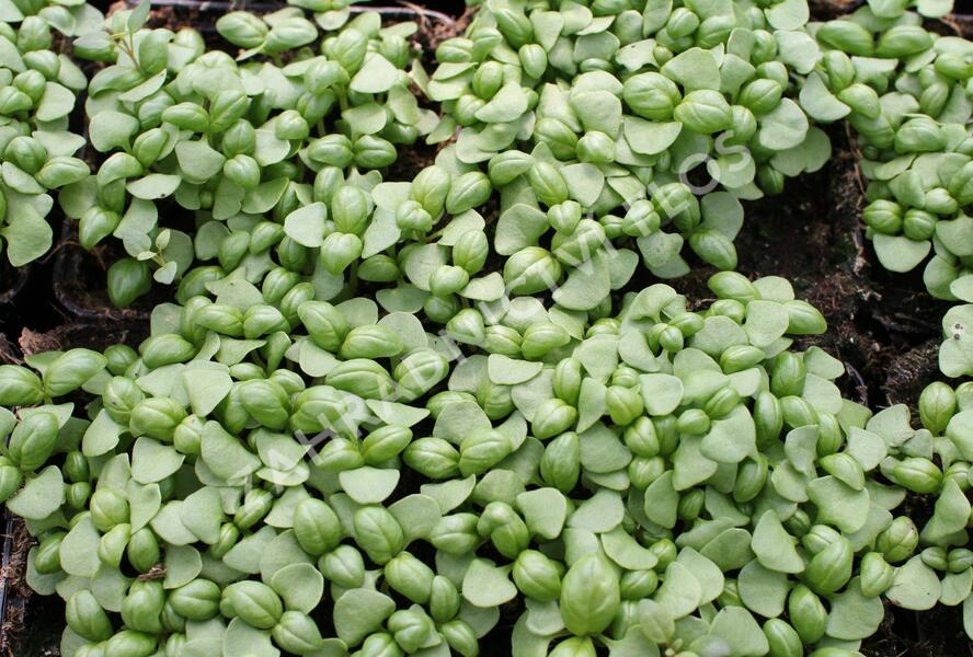 Bazalka pravá - Ocimum basilicum