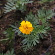 Aksamitník rozkladitý, afrikán 'Texana Gold' - Tagetes patula 'Texana Gold'