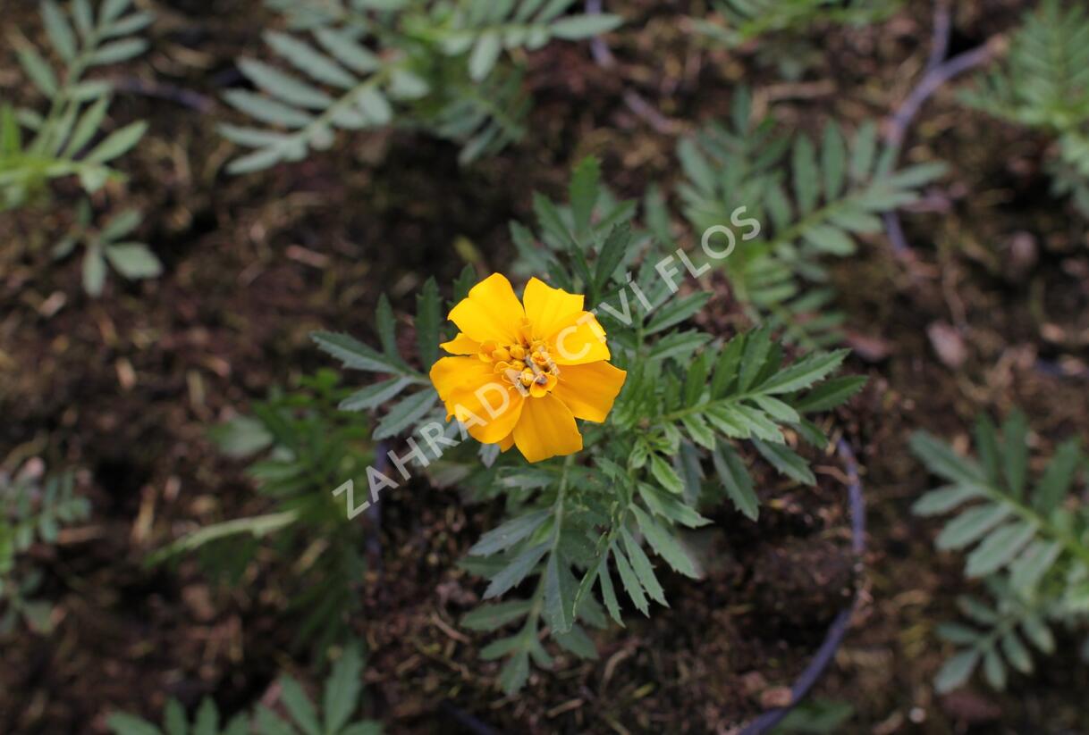 Aksamitník rozkladitý, afrikán 'Texana Gold' - Tagetes patula 'Texana Gold'