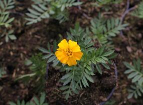 Aksamitník rozkladitý, afrikán 'Texana Gold' - Tagetes patula 'Texana Gold'