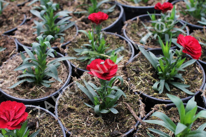 Hvozdík karafiát 'Oscar® Dark Red' - Dianthus caryophyllus 'Oscar® Dark Red'