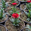 Hvozdík karafiát 'Oscar® Dark Red' - Dianthus caryophyllus 'Oscar® Dark Red'