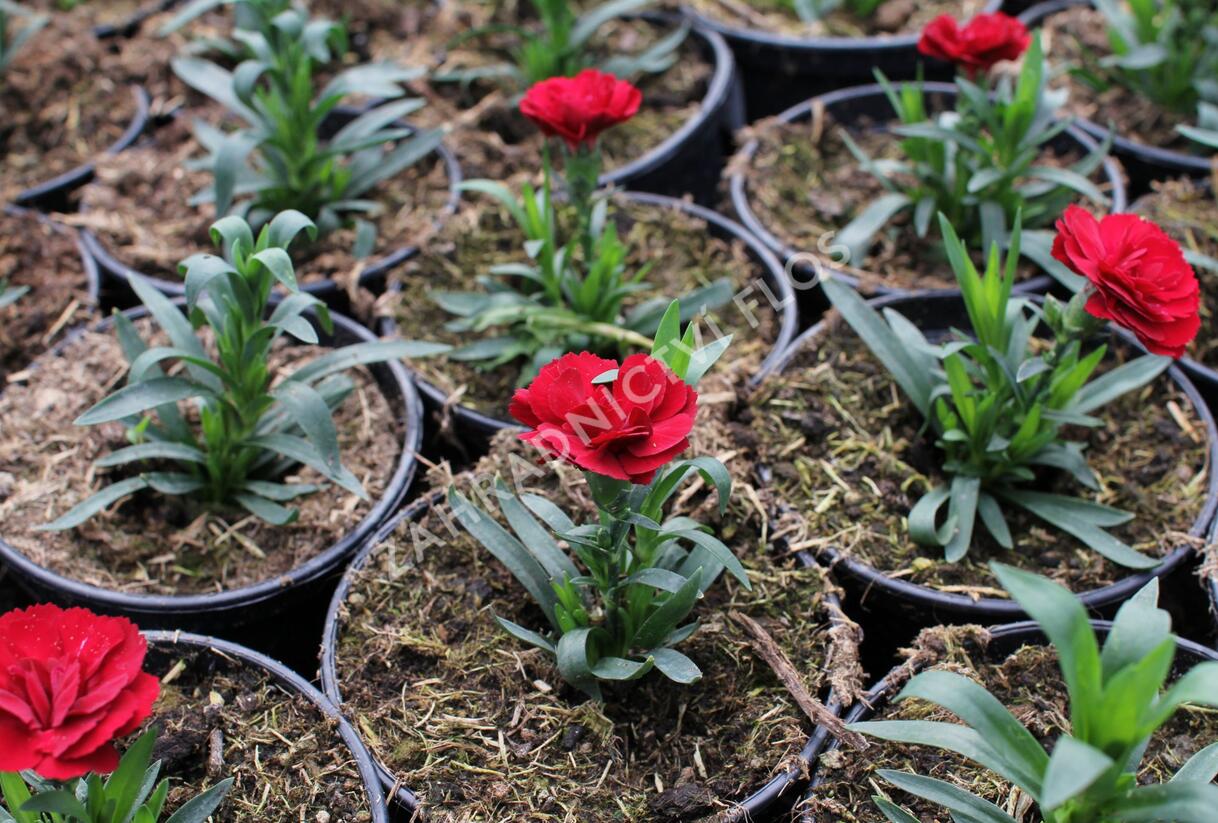 Hvozdík karafiát 'Oscar Dark Red' - Dianthus caryophyllus 'Oscar Dark Red'