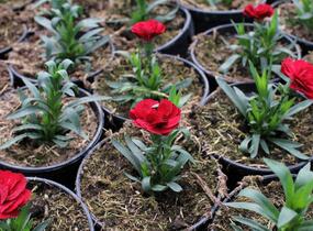 Hvozdík karafiát 'Oscar Dark Red' - Dianthus caryophyllus 'Oscar Dark Red'