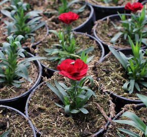 Hvozdík karafiát 'Oscar® Dark Red' - Dianthus caryophyllus 'Oscar® Dark Red'
