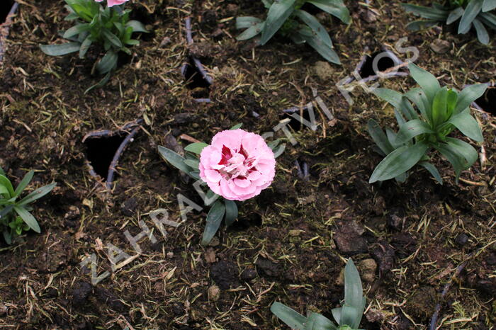 Hvozdík karafiát 'Oscar® Purple Star' 19 - Dianthus caryophyllus 'Oscar® Purple Star' 19