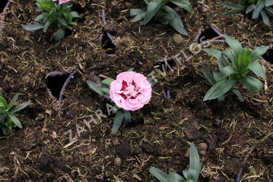Hvozdík karafiát 'Oscar® Purple Star' 19 - Dianthus caryophyllus 'Oscar® Purple Star' 19